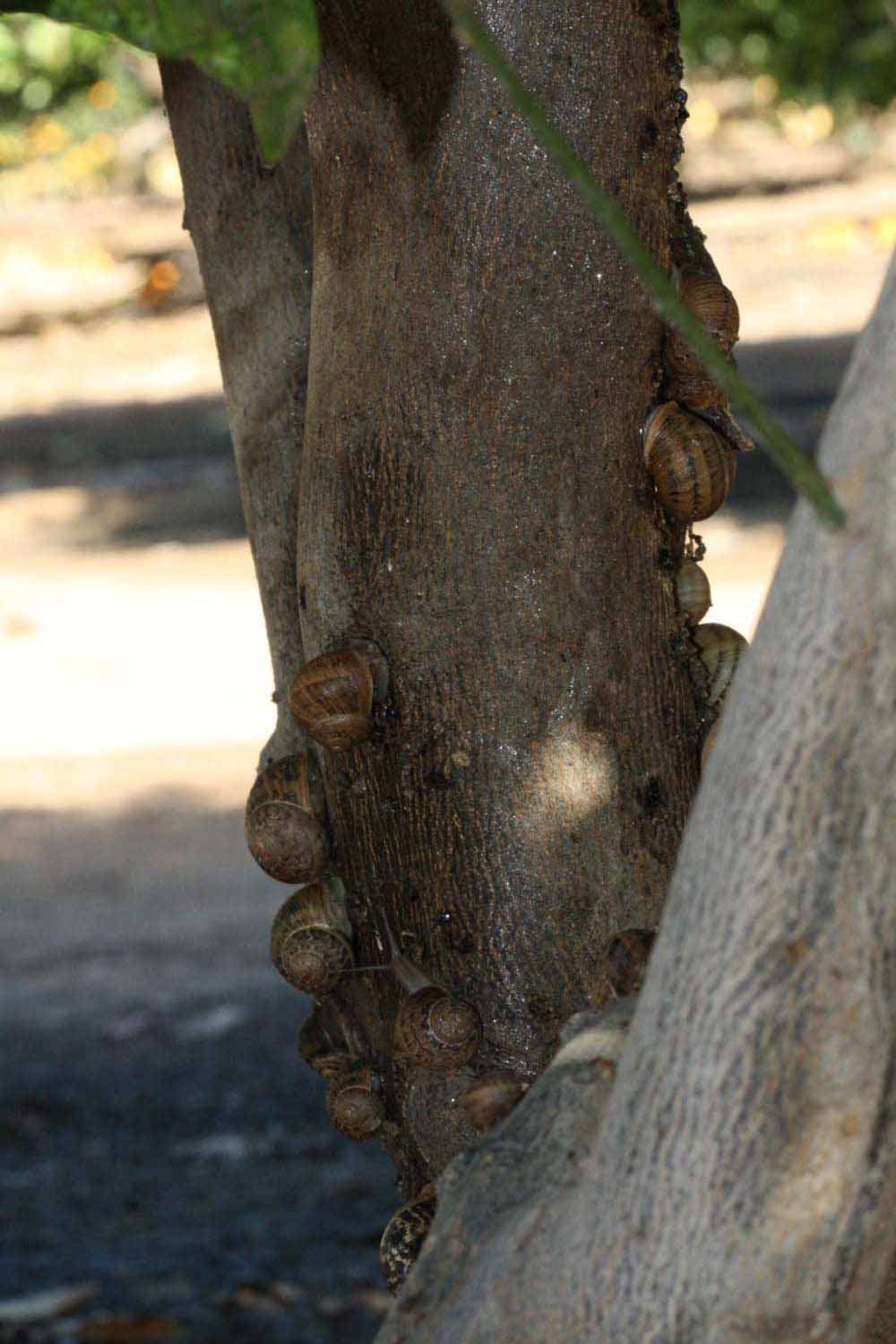              Bark (Riverside, CA)       